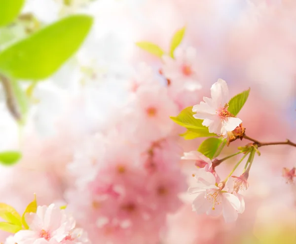 Jarní okraj pozadí s růžovými květy — Stock fotografie