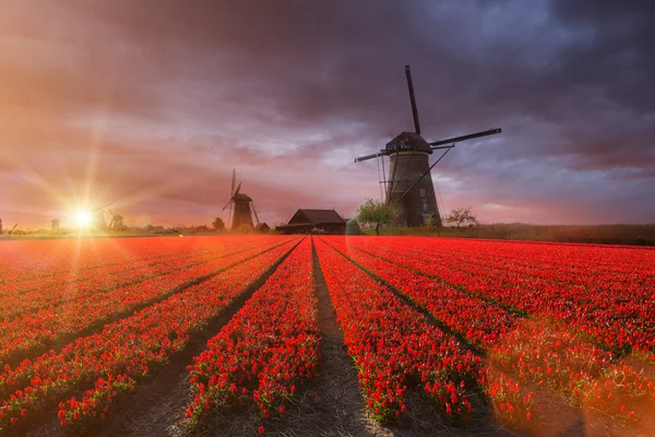 Moinho de vento com campo de tulipas na Holanda — Fotografia de Stock