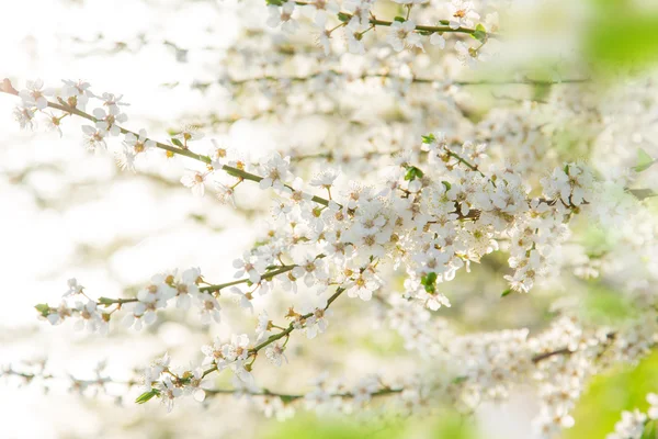 Fundo da borda da primavera com flor branca — Fotografia de Stock
