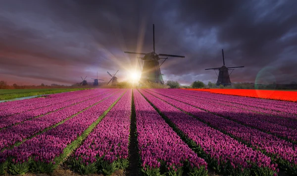 Windmolen met tulp veld in Nederland — Stockfoto