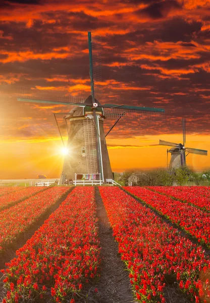 Moinho de vento com campo de tulipas na Holanda — Fotografia de Stock