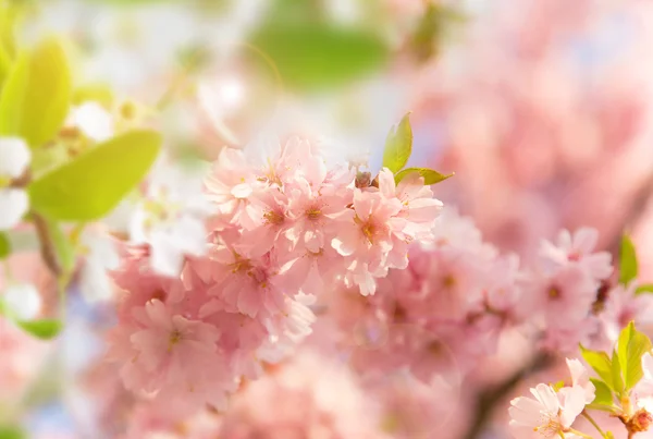 Fondo bordo primavera con fiore rosa — Foto Stock