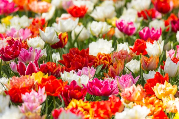 Krásné barevné tulipány, close-up. — Stock fotografie