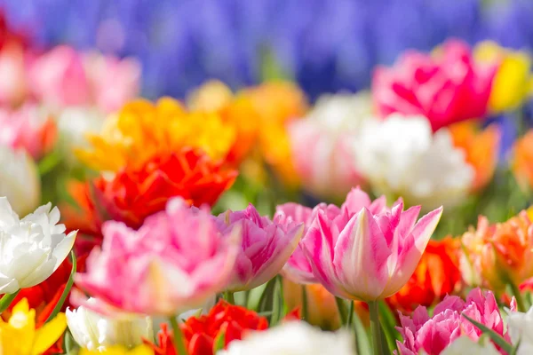 Mooie kleurrijke tulpen, close-up. — Stockfoto