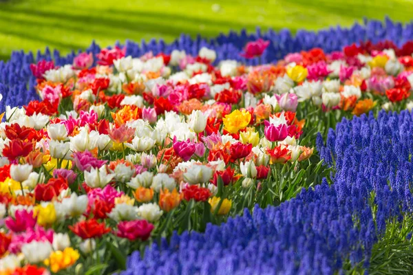 Krásné barevné tulipány, close-up. — Stock fotografie