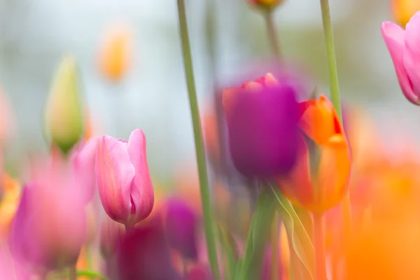 Beautiful colorful tulips, close-up. — Stock Photo, Image