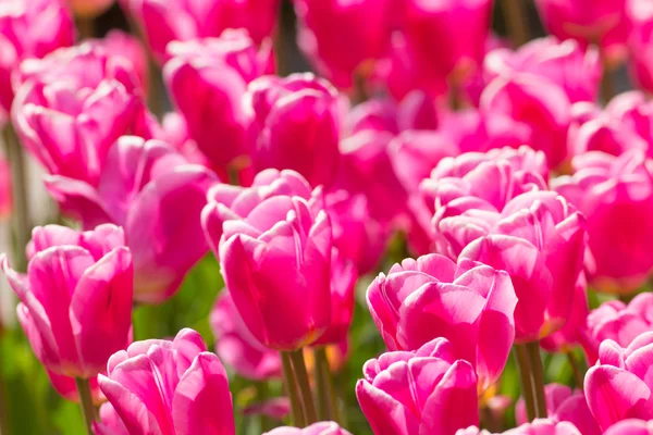 Beautiful colorful tulips, close-up. — Stock Photo, Image