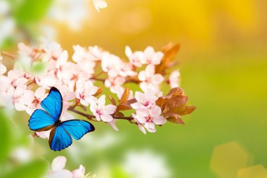 Spring blossoms with butterfly. clipart