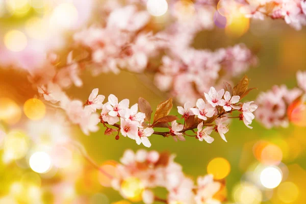 Flores de cerezo de primavera . —  Fotos de Stock