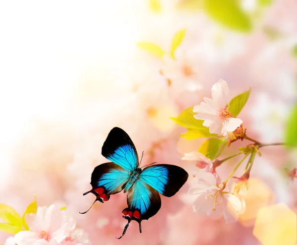 Lente bloesems met vlinder. — Stockfoto