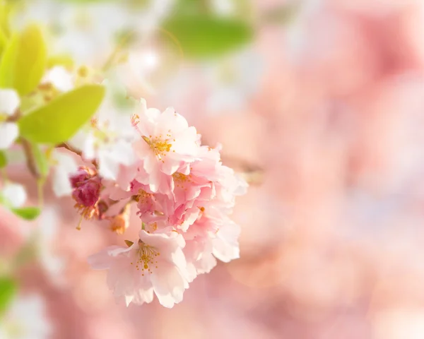 Flores de cereja de primavera . — Fotografia de Stock