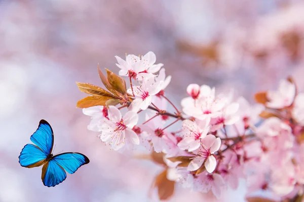 Flores de primavera com borboleta . — Fotografia de Stock