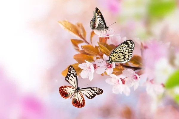 봄 꽃 나비. — 스톡 사진