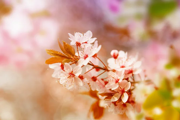 Flores de cerezo de primavera . —  Fotos de Stock