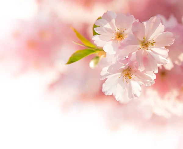 春の桜の花. — ストック写真