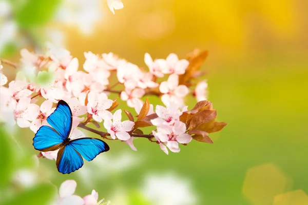 Bahar çiçekleri ile kelebek. — Stok fotoğraf