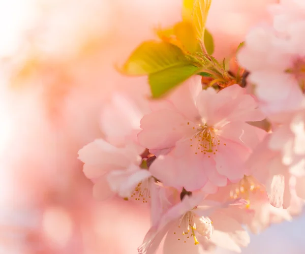 春の桜の花. — ストック写真