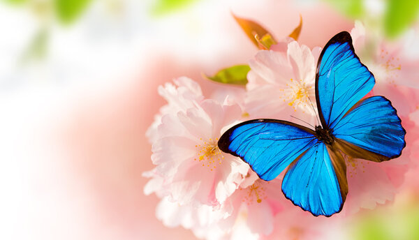 Spring blossoms with butterfly.