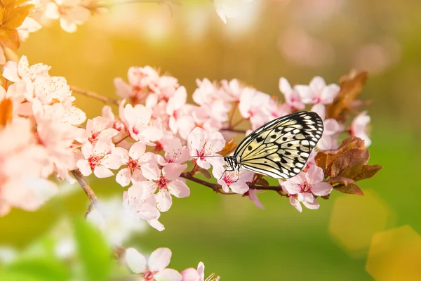 Jarní květy s motýl. — Stock fotografie