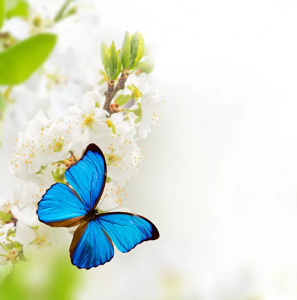 Wiosna kwiaty z motyl. — Zdjęcie stockowe
