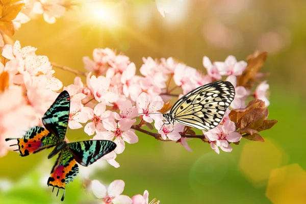 Lente bloesems met vlinder. — Stockfoto