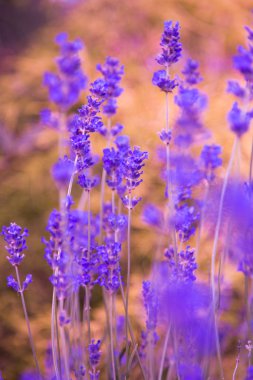 Lavanta çiçekleri, yakın çekim.