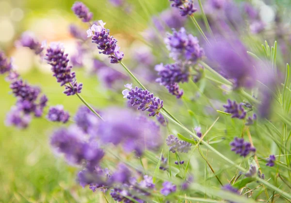 Lavendelblüten, Nahaufnahme. — Stockfoto