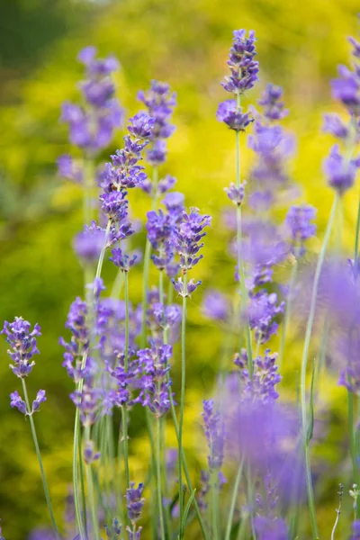 Lavendelblüten, Nahaufnahme. — Stockfoto