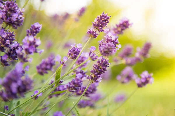 Lavender květiny close-up. — Stock fotografie