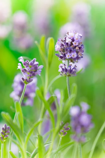 Lavendel blommor, närbild. — Stockfoto