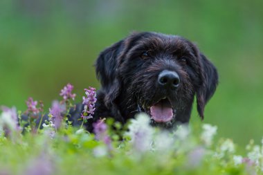 Güzel köpek siyah köpek Amy orman köyde