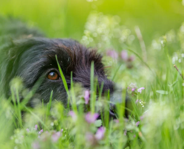 Vackra mutt svart hund Amy i skogen koja — Stockfoto