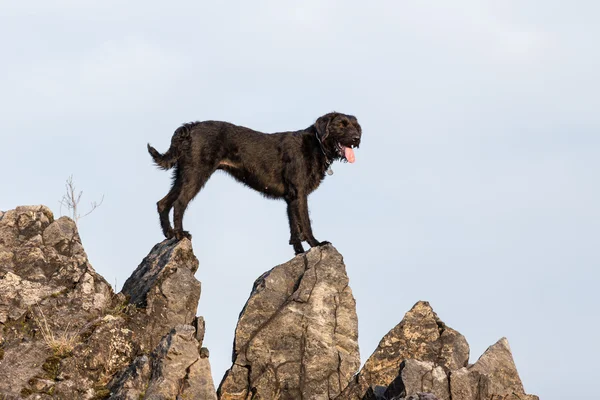 Schöner gemütlicher schwarzer Hund amy auf Bergfelsen. — Stockfoto