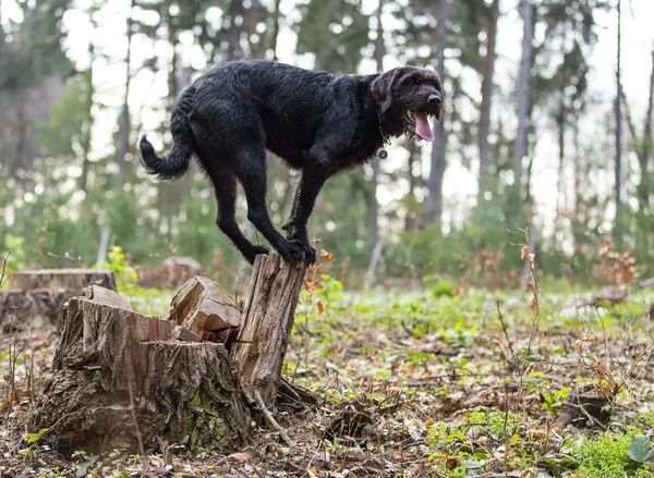 Schöner mutiger schwarzer Hund amy balanciert auf Baumstumpf. — Stockfoto