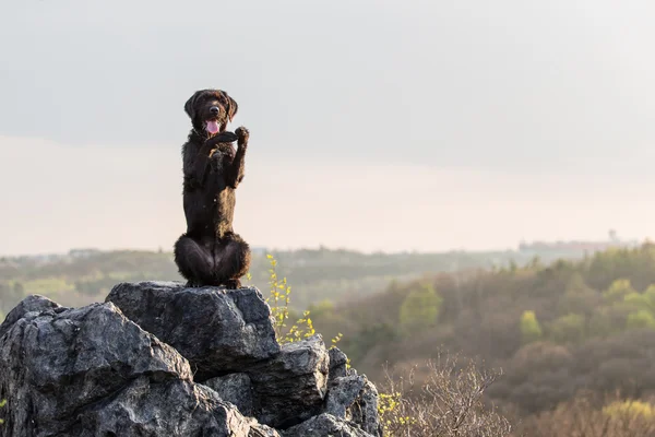 Schöner gemütlicher schwarzer Hund amy auf Bergfelsen. — Stockfoto