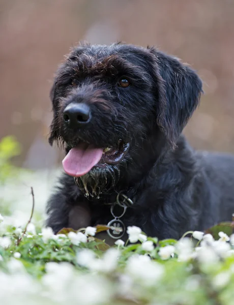 Hermoso perro negro perro Amy en la cabaña del bosque —  Fotos de Stock