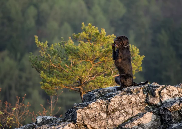 Schöner gemütlicher schwarzer Hund amy auf Bergfelsen. — Stockfoto