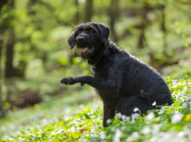 Güzel köpek siyah köpek Amy ormandaki