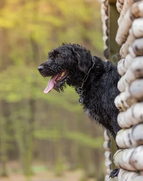 Bonito cão preto rafeiro Amy na cabana da floresta — Fotografia de Stock