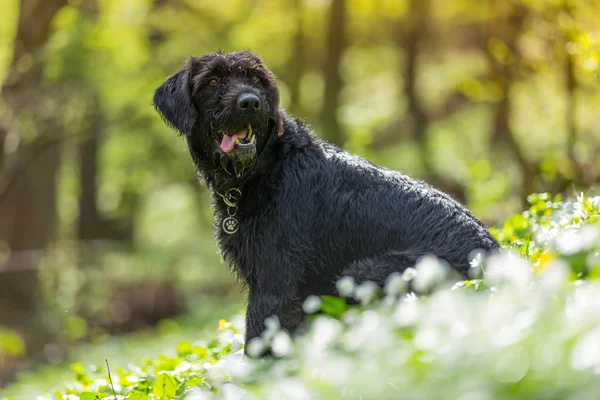 Güzel köpek siyah köpek Amy ormandaki — Stok fotoğraf