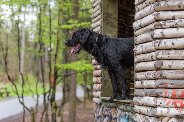 美丽的杂种狗小黑狗艾米在林中小屋 — 图库照片
