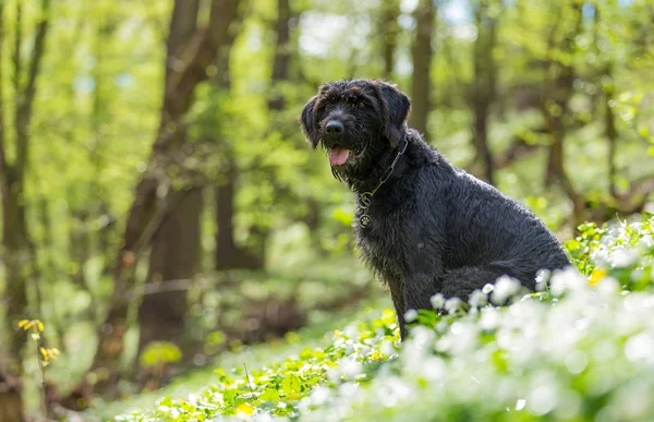 Bonito cão preto rafeiro Amy na floresta — Fotografia de Stock