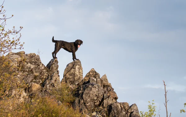 Schöner gemütlicher schwarzer Hund amy auf Bergfelsen. — Stockfoto