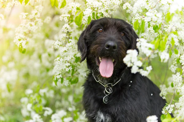 Bahar çiçeği ağacında, poz güzel siyah köpek — Stok fotoğraf