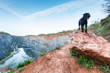 Güzel köpek siyah köpek dağ kaya.
