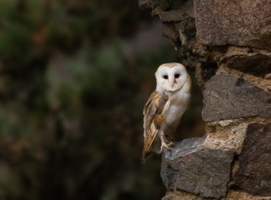 A Barn owl in old castle ruins. clipart