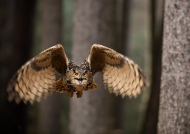 Avrasya kartal baykuş