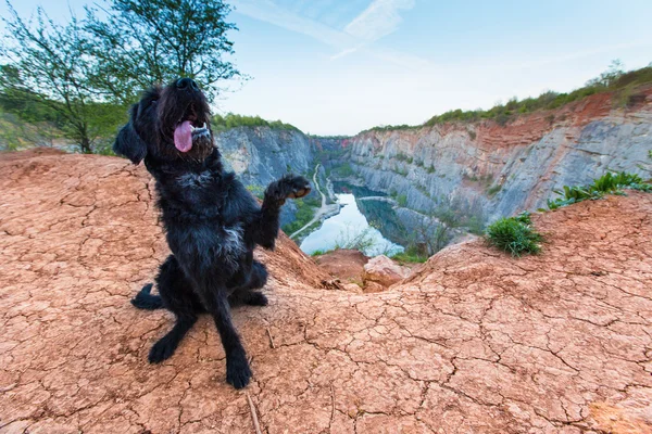 Schöner gemütlicher schwarzer Hund auf Bergfelsen. — Stockfoto