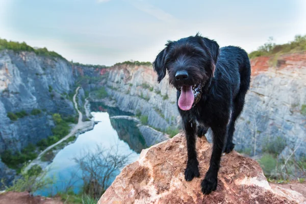 Schöner gemütlicher schwarzer Hund auf Bergfelsen. — Stockfoto