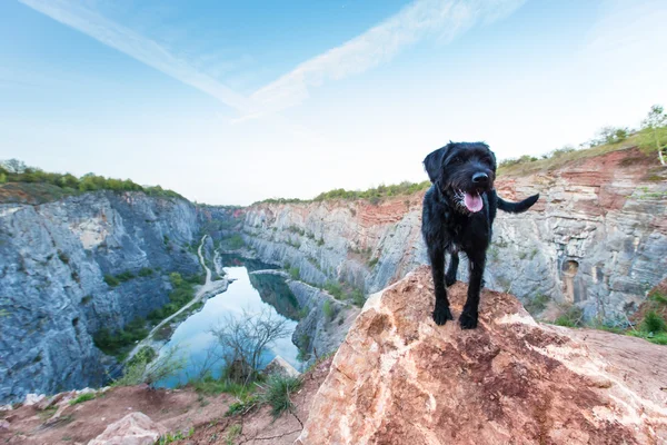 Beautiful mutt black dog on mountain rock. — Stock Photo, Image